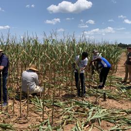 Kentucky and Clemson working together to prep corn stalks for analysis