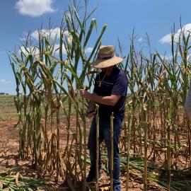 UK grad student Norbert Bokros preps stalks for analysis