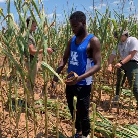 UK undergraduate Evanson Telisme prepping corn stalks for analysis