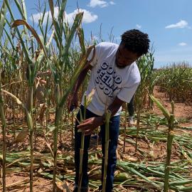 UK undergraduate Osei Jordan prepping corn stalks for analysis