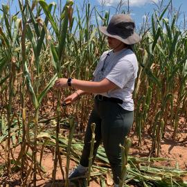 UK undergraduate Jordan Luciano prepping corn stalks for analysis