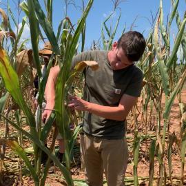 UK undergraduate Howard Gates prepping corn stalks for analysis