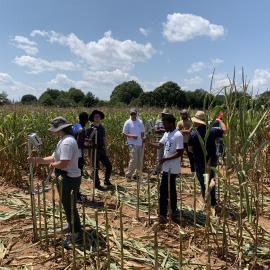 KIC members practicing stalk lodging techniques