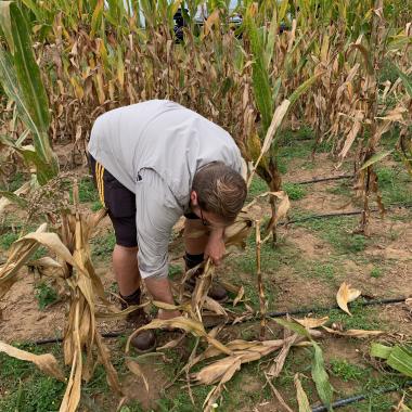 Matthew Fenton (Clemson, project manager) preps corn stalks in Kentucky for lodging analysis