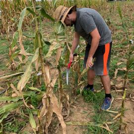 Norbert Bokros preps plants for the corn diversity panel in Kentucky