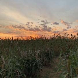 Sunset over a Kentucky sorghum field