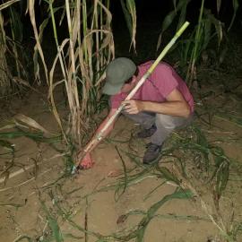 Prepping stalks into the night